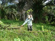 Planting seedlings (5)